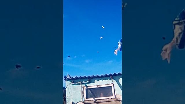 Голуби Волгоградская область Суровикинский район смотреть онлайн