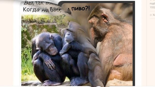 Обезьяний смех. Прикольные животные смотреть онлайн