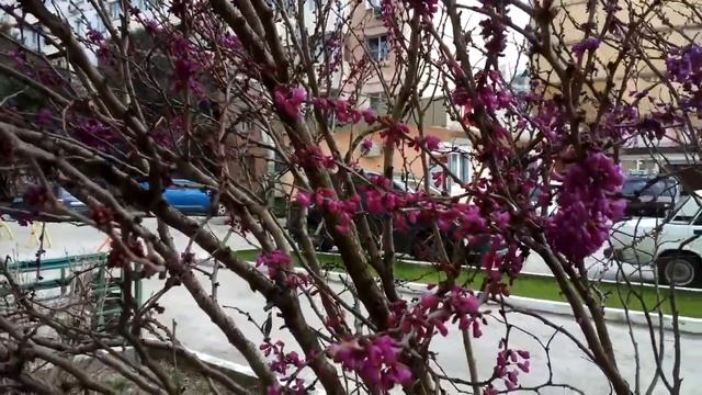 В СОЧИ В ФЕВРАЛЕ РАСЦВЕЛ БАГРЯННИК. смотреть онлайн