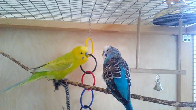 Волнистые попугайчики играют в вольере. смотреть онлайн