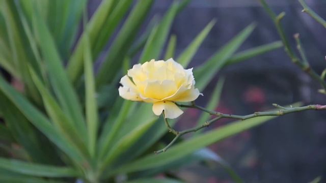 18-135mm STM Lense Test (Canon 60D) смотреть онлайн