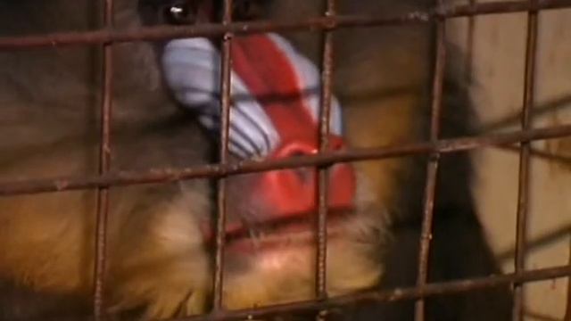 Обезъян украли из зоопарка. Сюжет С.Елгазина смотреть онлайн