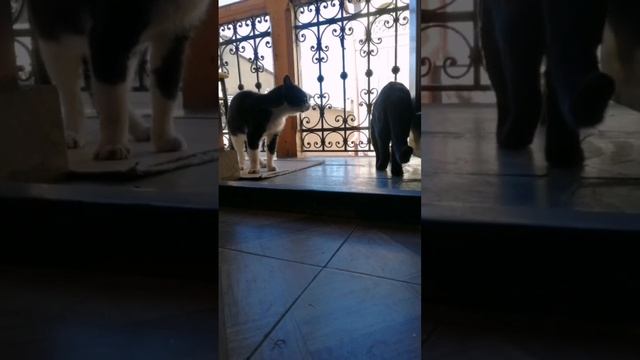 Разговор двух забияк. Мурлыка и ЧК (Черный Кот) смотреть онлайн