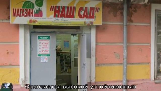 Гибрид вишни и черемухи смотреть онлайн