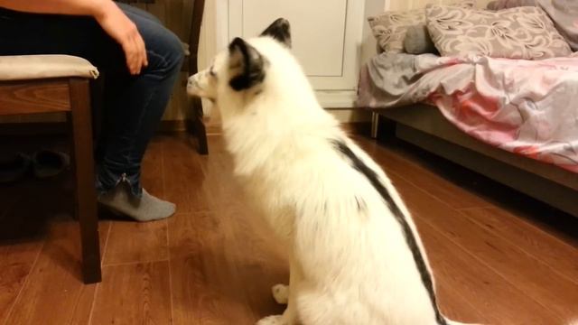 Fox learnnig "Sit Pritty" trick. Лиса учится команде "Зайка" смотреть онлайн