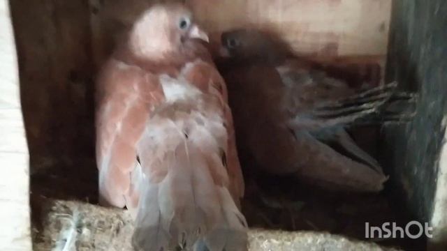 Николаевские голуби /Осмотр голубят / Обзор смотреть онлайн