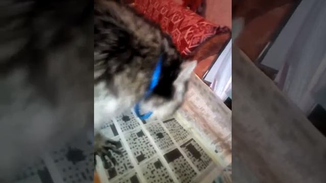 Маня и кроссворд