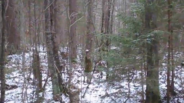 Загонная охота на лося с гончими смотреть онлайн