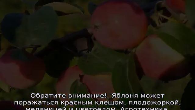 Яблоня Солнышко смотреть онлайн