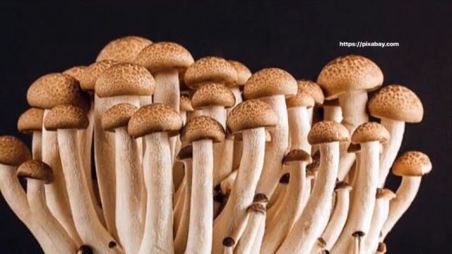 Простые правила сбора и обработки грибов смотреть онлайн