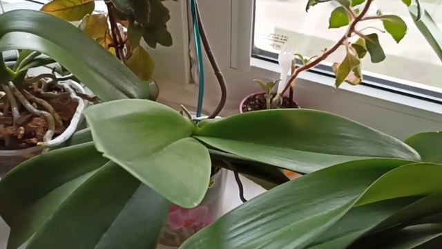 Мои орхидеи в декабре/ Кто начнет цветение?/My orchids in December/ Who will start the flowering? смотреть онлайн