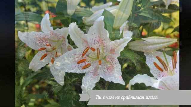 Дни Открытых Дверей в Русском Огороде 2020 смотреть онлайн