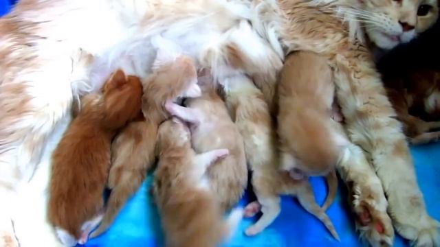Too many kids for one cat.Слишком много малышей для одной кошки. смотреть онлайн
