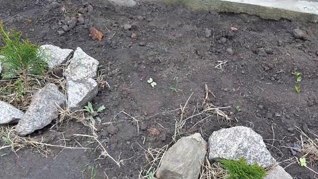 Воплощение мечты в реальность./Цветник своими руками. смотреть онлайн