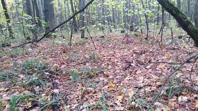 Дорогая монета, крестик, кресало и другими приключения с Палычем. смотреть онлайн