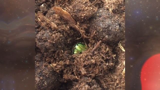 Приметы про майского жука. смотреть онлайн