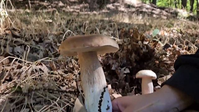 ✅BROTADA DE BOLETUS?NUNCA Había COGIDO TANTOS [+RECETAS] смотреть онлайн