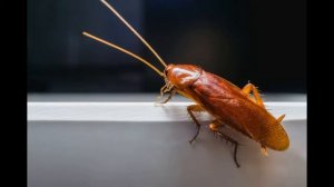 как вывести тараканов навсегда