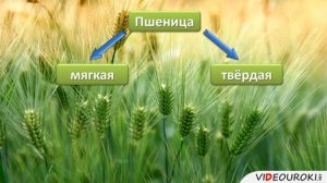 Класс Однодольные  Семейство Злаки