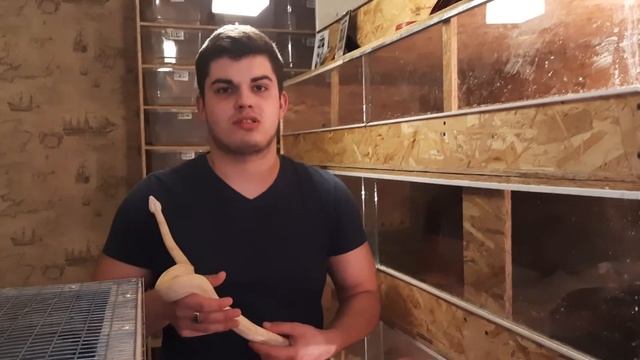 Содержание императорских удавов (Boa constrictor imperator ) смотреть онлайн