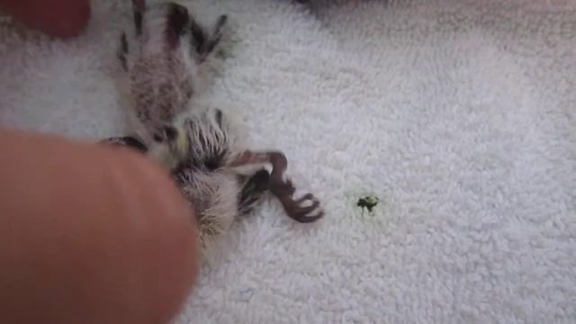 Biko, 3 days, and Miko, 2 days смотреть онлайн