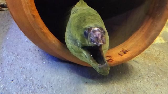 Bergen aan Zee - Aquarium . смотреть онлайн