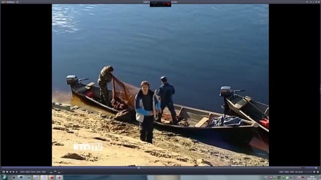 Пресноводный вид сельди - сосьвинская селедка смотреть онлайн