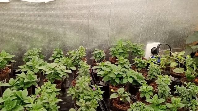 ?Почему погибает черенок с АгроВиолы??Выскажу свое мнение.? смотреть онлайн