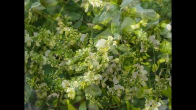 Софора японская Sophora japonica смотреть онлайн