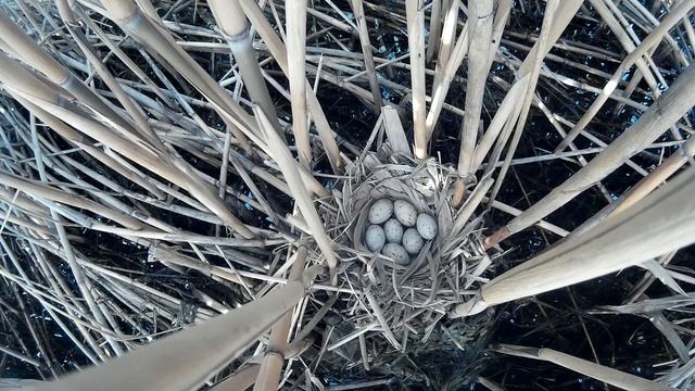 Камышница 150614 4 справа от плотины Камышница в кадре 1