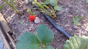 Клубника о поливах когда и сколько поливать!