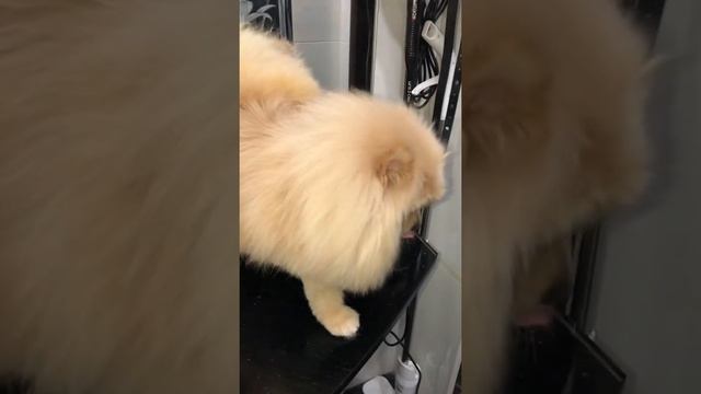 Шпиц Лакки после стрижки ?♂️ ? смотреть онлайн