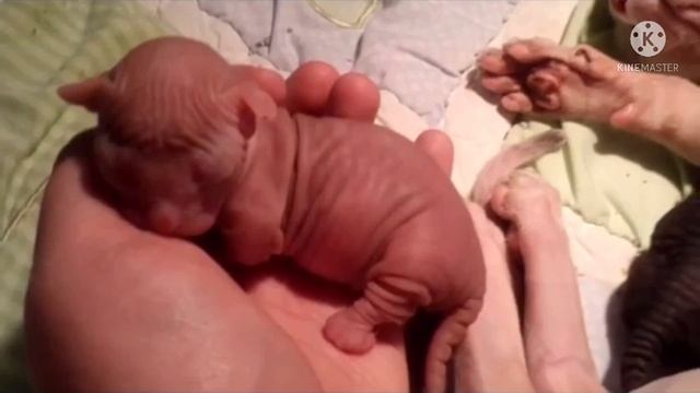 Кошка породы сфинкс родила 6 котят, но хозяйка заметила, что один малыш был не таким, как все смотреть онлайн