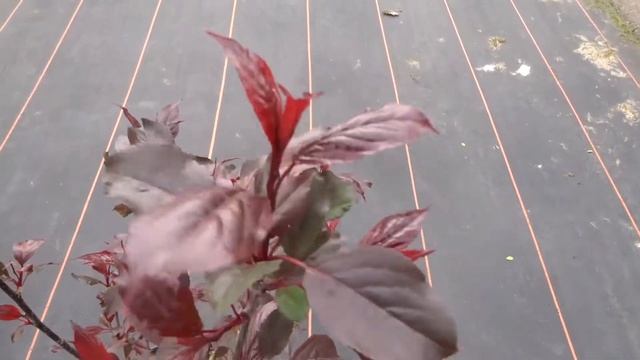 Malus Royalty смотреть онлайн