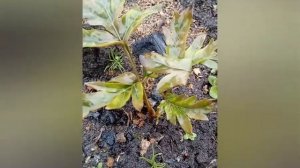 Размножение пионов обрезками корней . Корень пиона дал почку !!! )