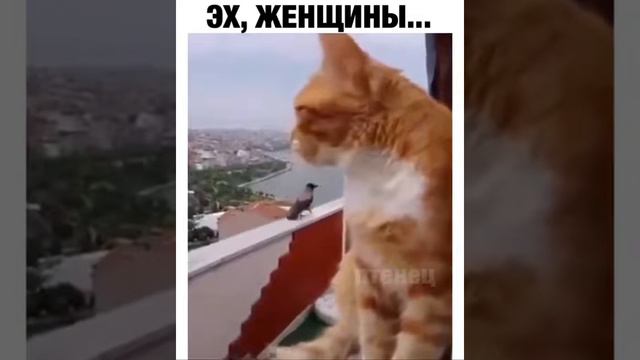 Типичная девушка😂🤣 смотреть онлайн