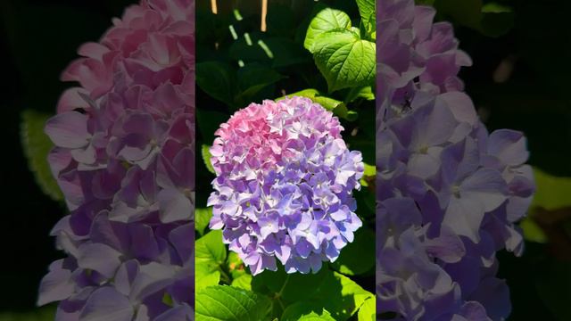 Endless Summer Hydrangeas: Last Year's Propagation смотреть онлайн