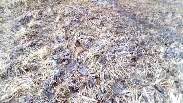 Пара рогов оленя и цветущий кустарник смотреть онлайн