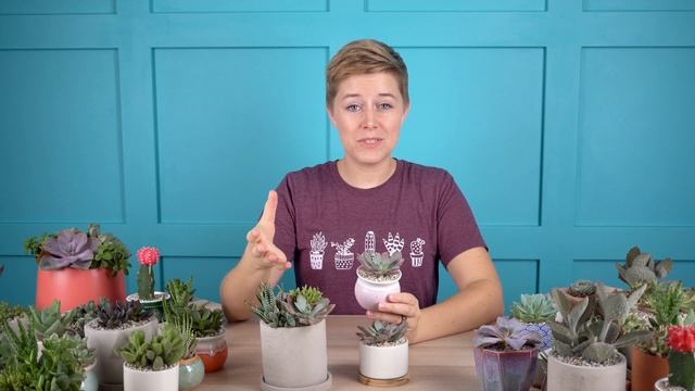 Graptoveria 'Debbie' Is The Perfect Purple Succulent!