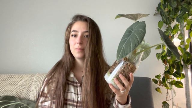 Growing Houseplants In Pots With No Drainage!