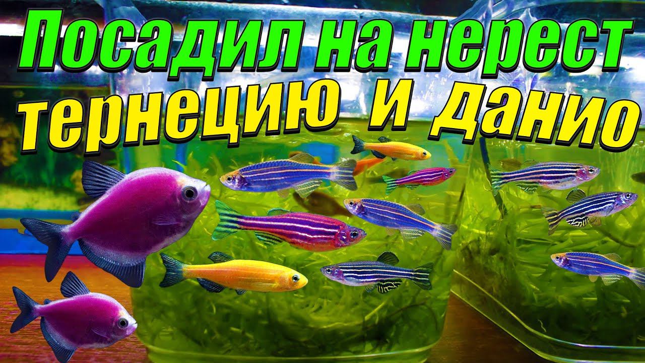 Посадил на нерест данио и тернеций! смотреть онлайн