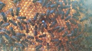 В какую сторону летком ставить улей на пасеке. Отбраковка старой суши и подсадка