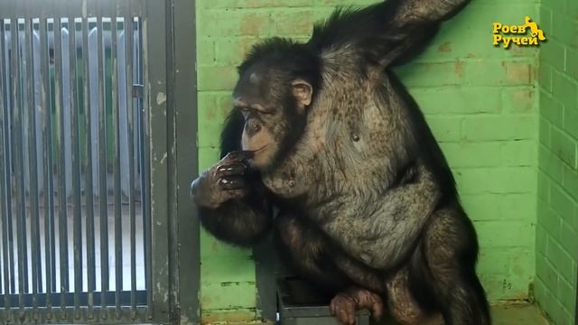 Обезьян в "Роевом ручье" познакомили со снегом смотреть онлайн