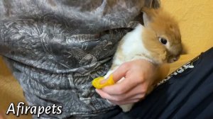 КАК ПРАВИЛЬНО СТРИЧЬ КОГТИ КРОЛИКУ / КРУТОЙ ЛАЙФХАК/ СЭМИК И ЧЕРРИ