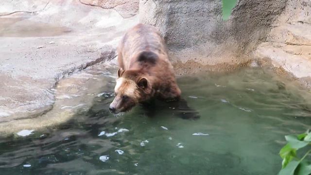Grizzly bear likes water. Cleveland Zoo, June2021. смотреть онлайн