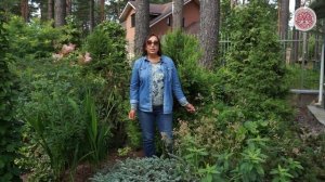 Декоративные травы и злаки в дизайне сада