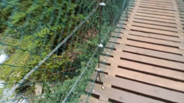 Сочи. Тисо-самшитовая роща +15 км смотреть онлайн