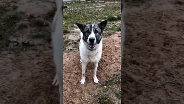 Прогулки детей с лохматыми (собаки приюта Дом Лохматые Судьбы) смотреть онлайн