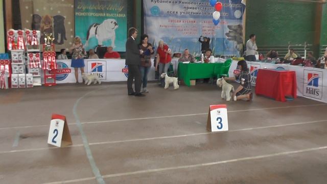 International Dog Show (CACIB) Krasnodar 24.04.16 цверги смотреть онлайн