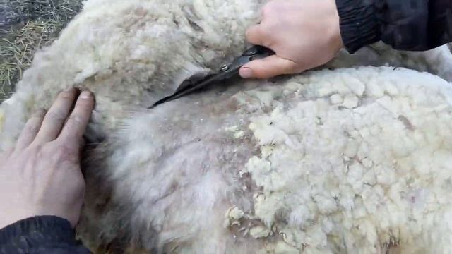 Стрижка овец, ветеринарные мероприятия во время стрижки овец. смотреть онлайн